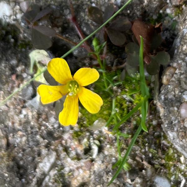 <h3>Oxalis corniculata / Creeping woodsorrel / Gehoornde klaverzuring</h3>